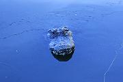 Gatorland - Mike 022